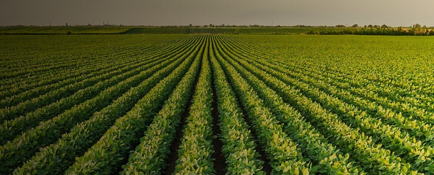 A soybean field